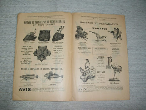 EMPAILLAGE MONTAGE ET PREPARATION D'ANIMAUX. Maison Emile Deyrolle, les Fils d'Emile Deyrolle, naturalistes préparateurs 46 Rue du Bac Paris.. ...