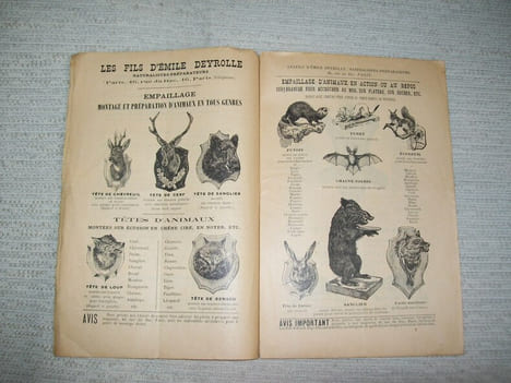 EMPAILLAGE MONTAGE ET PREPARATION D'ANIMAUX. Maison Emile Deyrolle, les Fils d'Emile Deyrolle, naturalistes préparateurs 46 Rue du Bac Paris.. ...