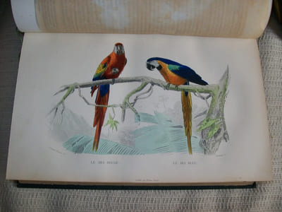 OEUVRES COMPLETES de Buffon avec des extraits de Daubenton et la classification de Cuvier.