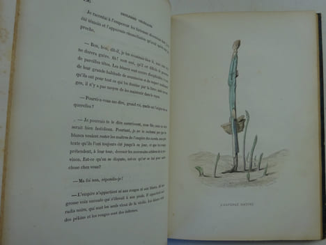 NUS (Eugène), MERAY (Antony), VARIN (Amédée). L'Empire des légumes. 1851. NUS (Eugène), MERAY (Antony), VARIN (Amédée)