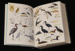 Roberts' Birds of Southern Africa. Maclean Gordon Lindsay