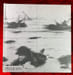 Robert Capa. La collection.. [CAPA (Robert)] WHELAN (Richard)