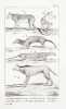 Le Règne animal distribué d'après son organisation, pour servir de base à l'histoire naturelle des animaux et d'introduction à l'anatomie comparée (). ...