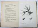 Essai de classification des l&eacute;pidopt&egrave;res producteurs de soie. 6e fascicule. Pinarides.. CONTE, A