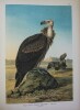 Iconographie d'oiseaux d'Europe et de leurs oeufs. Edition française de 413 planches coloriées, destinée à servir d'Atlas à l'Ornithologie européenne ...