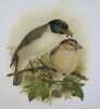 Histoire naturelle des oiseaux de Madagascar.. GRANDIDIER, MILNE EDWARDS