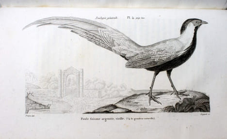Essais de zoologie générale, ou mémoires et notices sur la zoologie générale, l'anthropologie, et l'histoire de la science.. GEOFFROY SAINT-HILAIRE, ...
