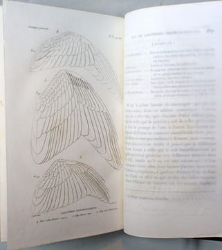 Essais de zoologie générale, ou mémoires et notices sur la zoologie générale, l'anthropologie, et l'histoire de la science.. GEOFFROY SAINT-HILAIRE, ...