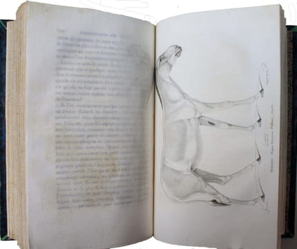 Essais de zoologie générale, ou mémoires et notices sur la zoologie générale, l'anthropologie, et l'histoire de la science.. GEOFFROY SAINT-HILAIRE, ...