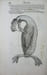 Icones avium omnium quae in historia avium describuntur. I ritratti e le figure de gli ucelli. Les figures & pourtraictz des oiseaux. Die Figuren und ...