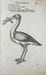 Icones avium omnium quae in historia avium describuntur. I ritratti e le figure de gli ucelli. Les figures & pourtraictz des oiseaux. Die Figuren und ...
