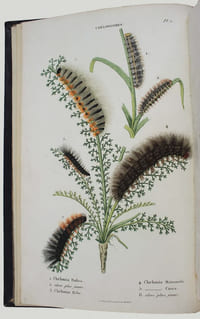 Collection iconographique et historique des chenilles, ou description et figures des chenilles d'Europe, avec l'histoire de leurs métamorphoses, et des applications à l'agriculture.