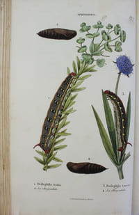 Collection iconographique et historique des chenilles, ou description et figures des chenilles d'Europe, avec l'histoire de leurs métamorphoses, et des applications à l'agriculture.