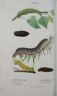 Collection iconographique et historique des chenilles, ou description et figures des chenilles d'Europe, avec l'histoire de leurs métamorphoses, et des applications à l'agriculture.