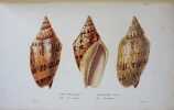 Sp&eacute;cies g&eacute;n&eacute;ral et iconographie des coquilles vivantes comprenant la collection du Mus&eacute;um d'Histoire naturelle de Paris, la collection Lamarck, celle ...