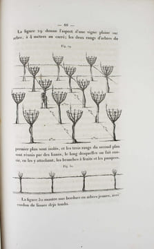 Sur la viticulture du Sud-Ouest de la France.. GUYOT, Jules