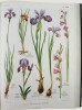 Flore complète illustrée en couleurs de France, Suisse et Belgique. Comprenant la plupart des plantes d'Europe. Toutes les espèces représentées en ...