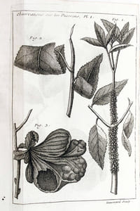 Traité d'insectologie ou observations sur les pucerons.