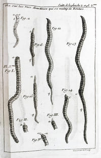 Traité d'insectologie ou observations sur les pucerons.