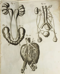 Opuscula aliquot ... De motu cordis in & extra uterum, ovo, ovi aere & respiratione. De motu bilis & liquidorum omniumper corpora animalium. De fermentis & glandulis.