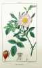Flore médicale décrite par MM. Chaumeton, Poiret, Chamberet, peinte par Mme E. Panckoucke et par M. J. Turpin. Nouvelle publication.. CHAUMETON, ...