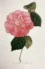 Iconographie du genre Camellia ou description et figures des camellia les plus beaux et les plus rares peints d'après nature dans les serres et sous ...