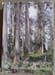 LES EUCALYPTUS DANS LES REBOISEMENTS. JACOBS Maxwell Ralph