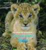 Au c?ur de la nature... avec le petit lion. Eszterhas Suzi  Rimoldy Christine