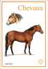 Les Chevaux. Kholova Héléna