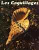Les Coquillages. LUCIFORA Donato