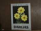 MES DAHLIAS. 