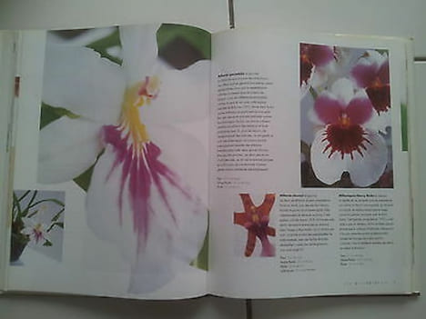 W et B Rittershausen Le grand livre des orchidées les connaitre les choisir. undefined