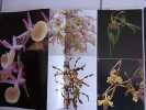 Démons et merveilles LES ORCHIDEES superbes photos. Takashi Kijima