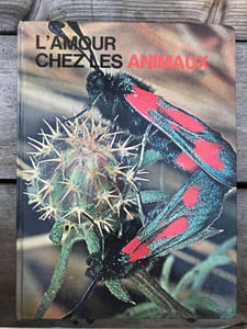 L'amour chez les animaux saint clair