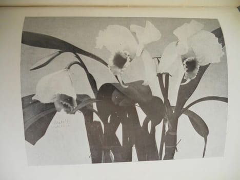 Chasseur d'orchidées. Ernest Lohndorff