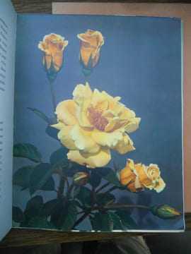 bonnet baillère lang Histoire des roses Editions j Baillière et fils. undefined