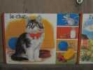 Le chat Interco Paris. 
