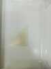Bientot Paques. Anonyme