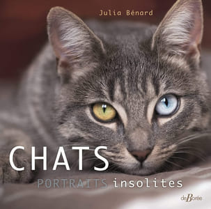 Chats portraits insolites