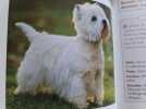 Guide pratique du chien. Charon Olivier