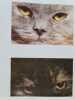Les chats. 