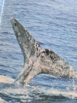Nos amies les baleines. Collectif