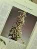 Vos plantes: Les entretenir. Akoa Noëlle
