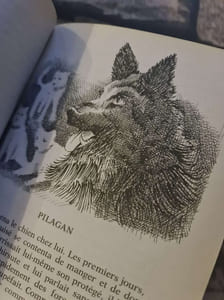 La Ballade du chien-loup (Bibliothèque de l'amitié)