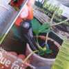 L' Ami des jardins et de la maison Nº 947 - Juin 2006. 
