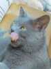 Le chartreux. Fournier Alain