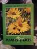 Plantes vivaces. 