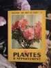 Plantes d'appartement. 