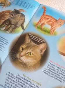 La grande imagerie - Les chats