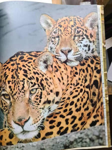 Le zoo enchante
